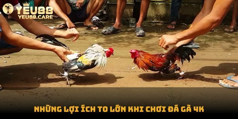 Những tiện ích mà bạn có thể nhận khi chơi đá gà 4K